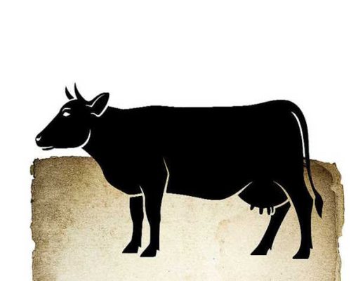 Корова в Индии. Иллюстрация из газеты The Indian Express (2015 г.). Коров в Индии в древний ведический период обычно приносили в жертву в ритуальных целях и поедали их мясо те, кого ныне называют индуистами, напоминает упомянутое индийское издание The Indian Express, чью заметку мы приводим, среди прочего, в нашем обзоре.