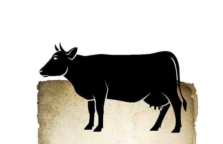 Корова в Индии. Иллюстрация из газеты The Indian Express (2015 г.). Коров в Индии в древний ведический период обычно приносили в жертву в ритуальных целях и поедали их мясо те, кого ныне называют индуистами, напоминает упомянутое индийское издание The Indian Express, чью заметку мы приводим, среди прочего, в нашем обзоре.