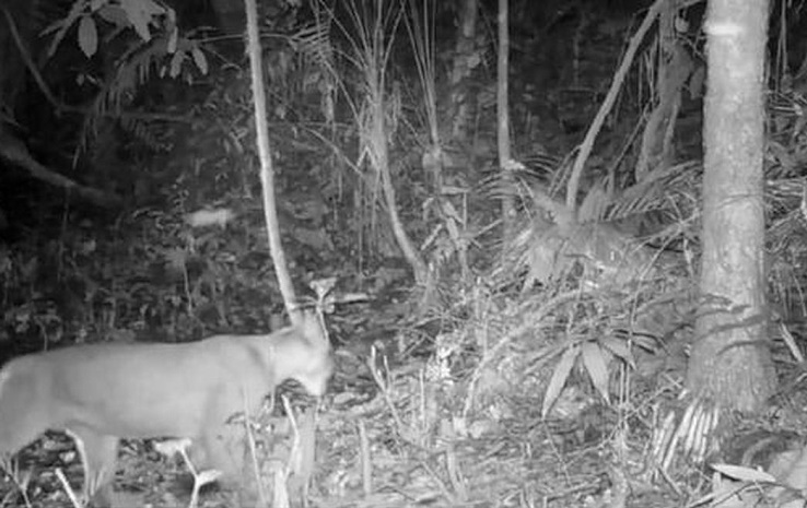 Пума (Puma concolor) попала на фотокамеры в природном заповеднике Refúgio de Vida Silvestre Municipal das Serras de Maricá (Revimar),в муниципалитете Марика, близ Рио. /// Фото к цитируемому сообщению с сайта государственного информационного агентства Бразилии Аженсия Бразил (Agência Brasil).