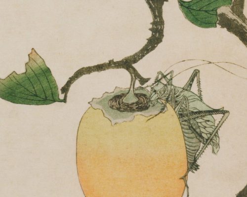 С гравюры японского художника Хисикава Сори III (Hishikawa Sori III; годы жизни: ок. 1798-1810). На картине изображен кузнечик, сидящий на хурме. 1807 год (Эта цветная ксилография хранится в петербургском Эрмитаже).
