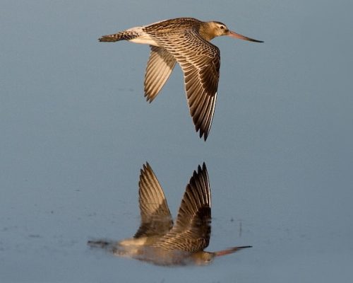 Малый веретенник (лат. Limosa lapponica, англ. Bar-tailed godwit). Иллюстрация с сайта англоязычной службы новостей государственной Австралийской вещательной корпорации (The Australian Broadcasting Corporation – ABC).