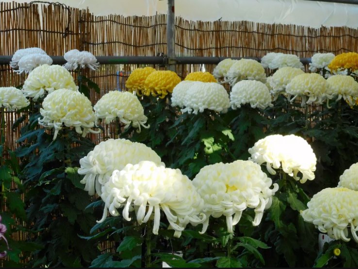 Хризантемы на осенней Токийской выставке хризантем (Tokyo Metropolitan Tourism Chrysanthemum) 2018 г. в парке Хибия, одной из самых известных выставок хризантем в Японии, проводящейся с 1915 г. Хризантема считается в Японии сезонным цветком осени. В 2018 г. на Токийской выставке хризантем было представлено 1200 экспозиций, демонстрирующих различные виды и стили хризантем, среди которых: хризантемы в стиле огику (ogiku) - хризантема в один стебель с огромным одиноким бутоном на вершине; в каскадном стиле кенгай (kengai), когда хризантему выращивают кустом, растущим вниз; в куполообразном стиле (цветы представляют собой один купол); а также бонсаи ((небольшие деревья) из хризантем. Иллюстрация с официального туристического сайта Токио Go Tokyo.